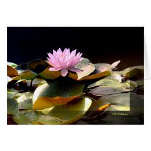 Cartão Rosa de Waterlily mim