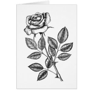 Cartão Rosa desenho 2