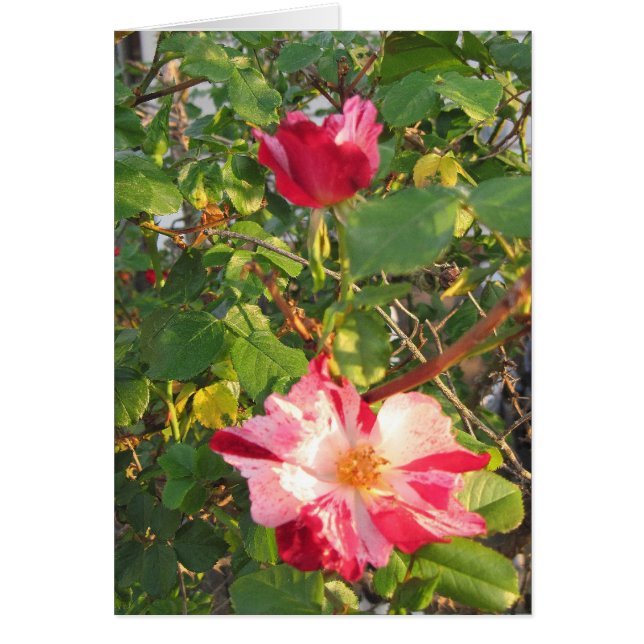 Cartão Rosa do Firecracker (Frente)