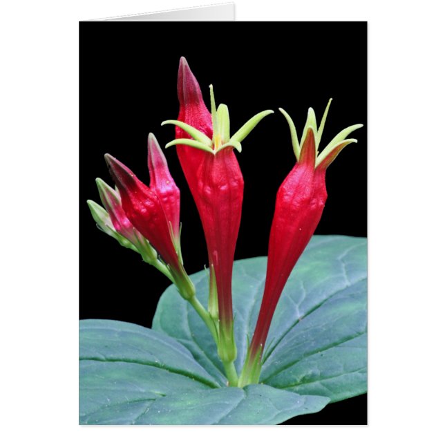 Cartão Rosa do indiano (Frente)