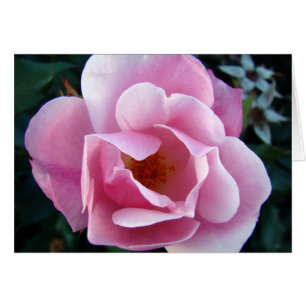 Cartão Rosa do rosa