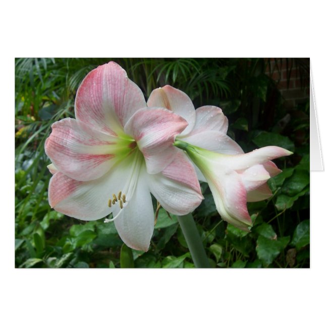 Cartão rosa e branco (Frente Horizontal)