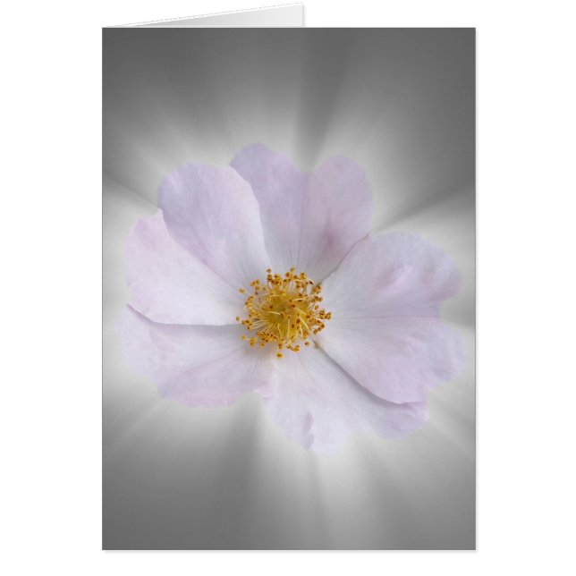 Cartão rosa e cinzas (Frente)