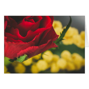 Cartão Rosa e mimosas