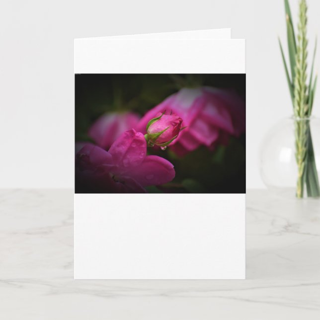 Cartão Rosa e Raindrops, placa (Frente)