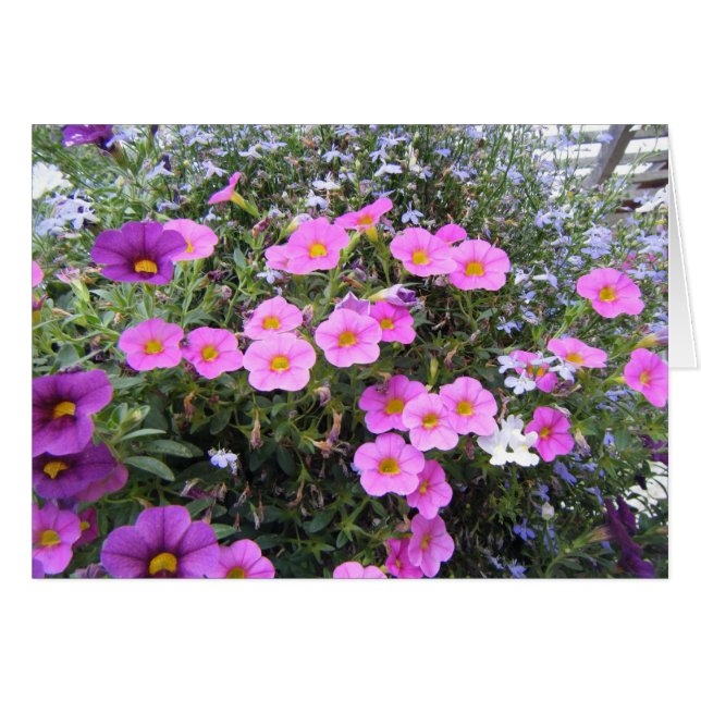 Cartão "Rosa e Roxo" (Frente horizontal)