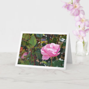 Cartão Rosa Floral Jardim Rosa