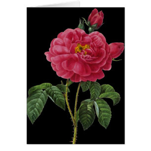 Cartão Rosa Gallica