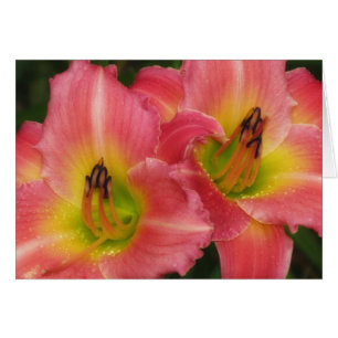 Cartão Rosa gêmeos - hemerocallis cor-de-rosa da moda