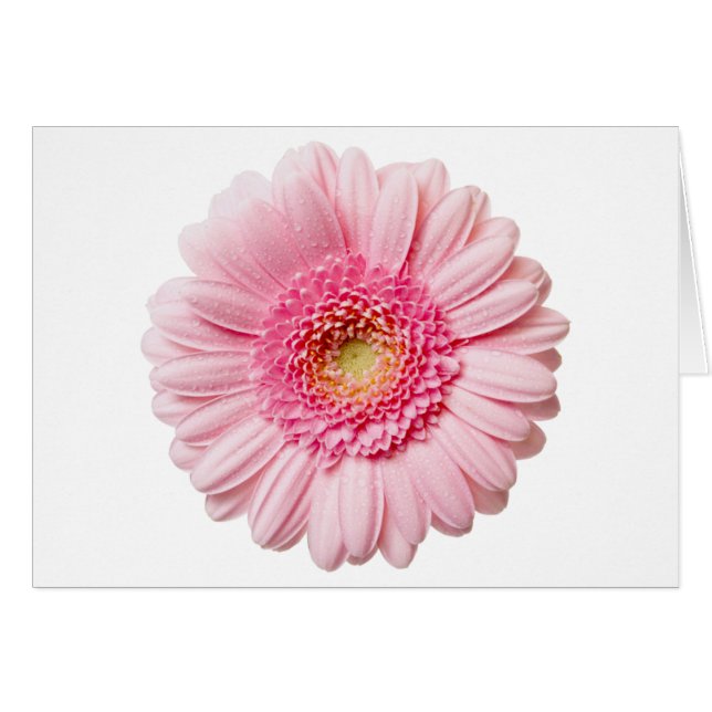 Cartão Rosa Gerbera Daisy (Frente Horizontal)