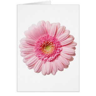 Cartão Rosa Gerbera Daisy