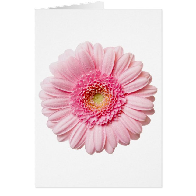 Cartão Rosa Gerbera Daisy (Frente)
