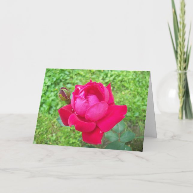 Cartão Rosa in Bloom (Frente)