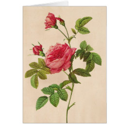 Cartão Rosa Inermis, Pierre Joseph Redouté