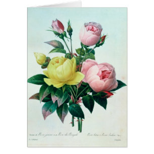 Cartão Rosa Lutea e Rosa Indica