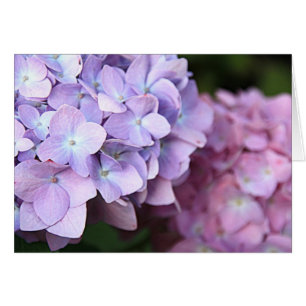Cartão Rosa & luz - os Hydrangeas roxos florescem vazio