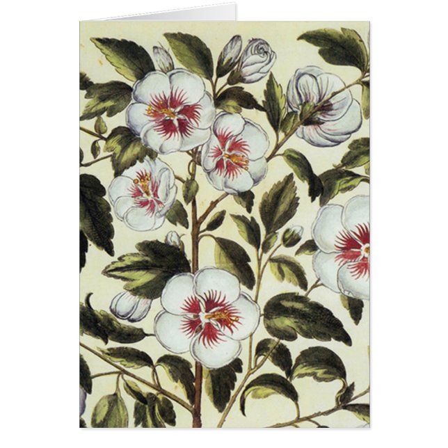 Cartão Rosa Mallow (Frente)