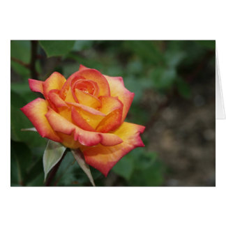 Cartão Rosa no Jardim