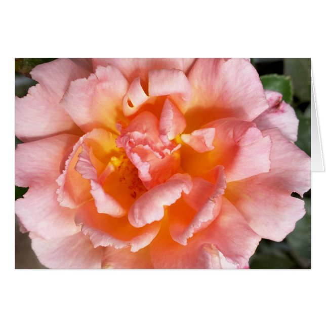 Cartão rosa no outono (Frente Horizontal)