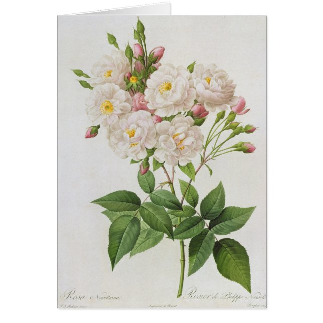 Cartão Rosa Noisettiana, rosas dos from'Les (Frente)