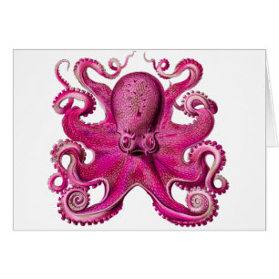 Cartão Rosa Octopus Haeckel