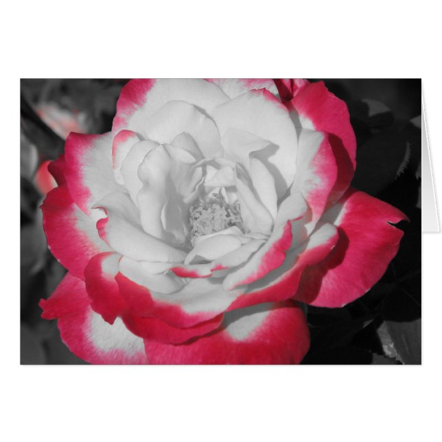 Cartão Rosa perfeito (Frente Horizontal)