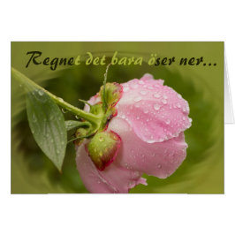 Cartão Rosa pion med glittrande vattendroppar CC0779