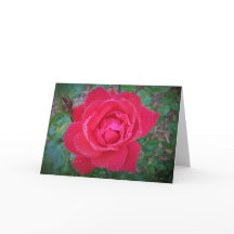 Rosa, placa