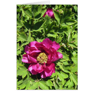 Cartão Rosa quente Peonie