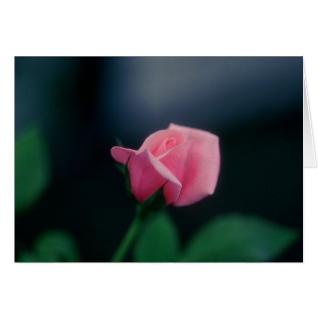 Cartão rosa rosa (Frente Horizontal)