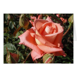 Cartão Rosa Rosa Peach