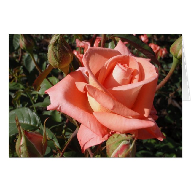Cartão Rosa Rosa Peach (Frente Horizontal)