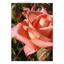 Rosa Rosa Peachy