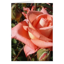 Cartão Rosa Rosa Peachy