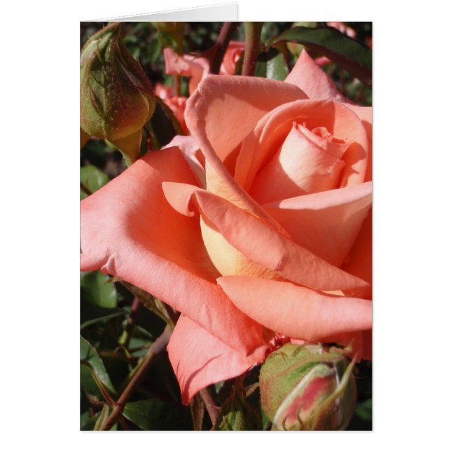 Cartão Rosa Rosa Peachy (Frente)