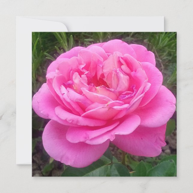 Cartão Rosa Rosa Romântica "Leonardo Da Vinci" (Frente)