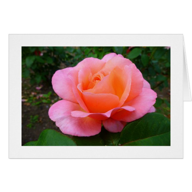 Cartão Rosa Rosa Rosa (Frente Horizontal)