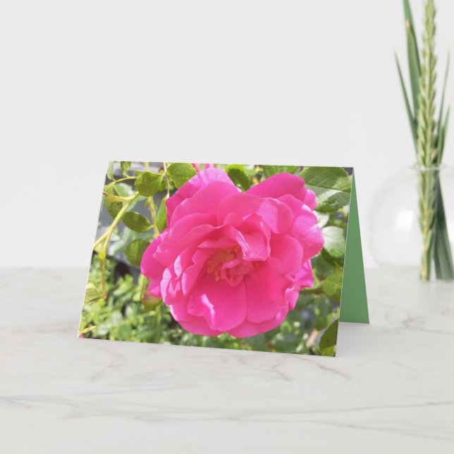 Cartão Rosa Rosa Rosa (Frente)