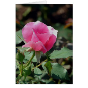 Cartão Rosa Rosa Rosa