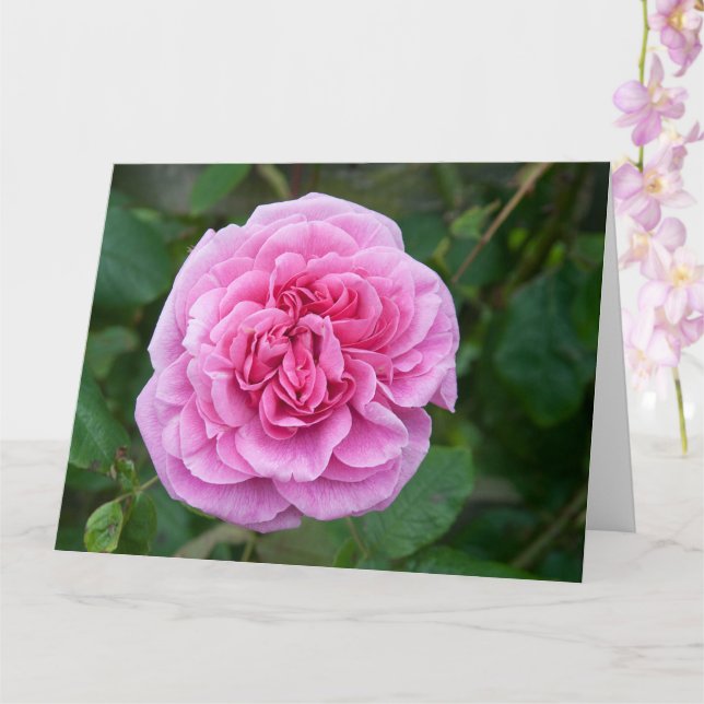 Cartão Rosa Rosa Rosa (Orquídea)