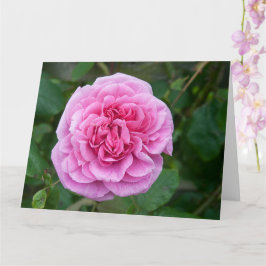 Cartão Rosa Rosa Rosa