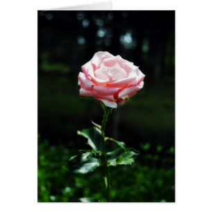 Cartão Rosa Rosa Rosa Bonita