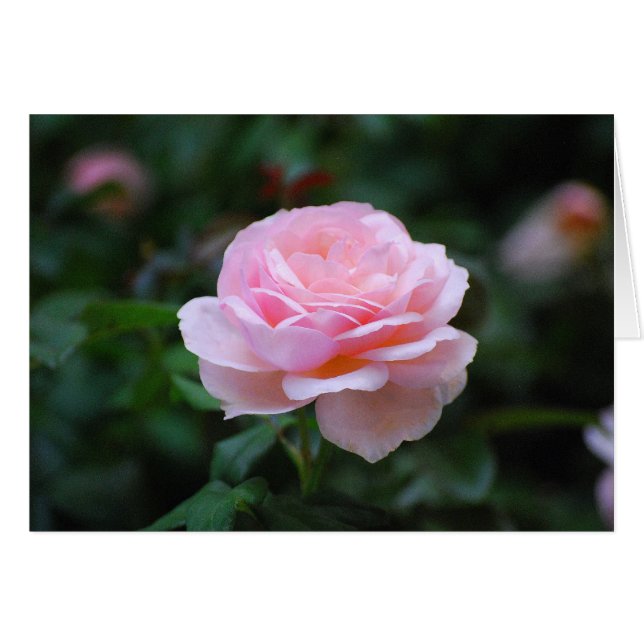 Cartão Rosa Rosa Rosa Delicada (Frente Horizontal)