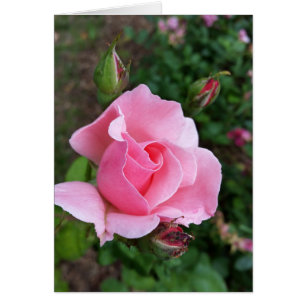 Cartão rosa rosa rosa florescente