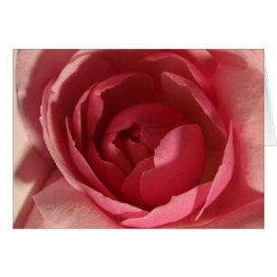 Cartão Rosa Rosa Rosa Rosa