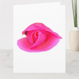 Cartão Rosa Rosa Rosa Rosa Bud