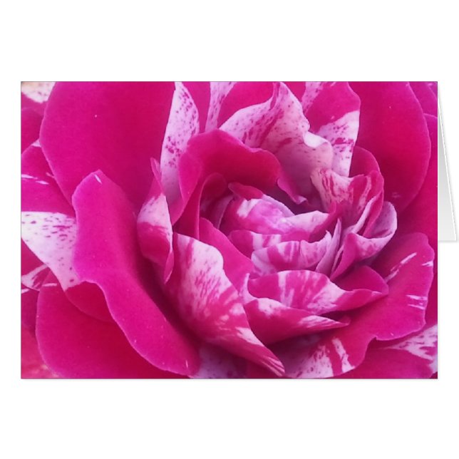 Cartão Rosa Sentimental (Frente Horizontal)