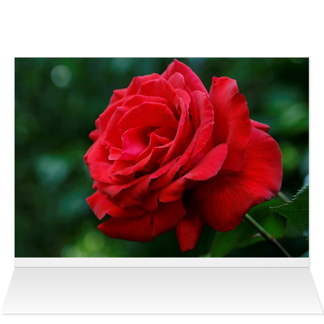 Cartão Rosa vermelha (Interior horizontal (topo))