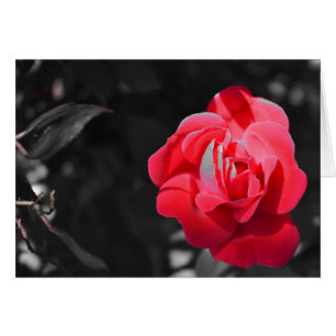 Cartão Rosa vermelha