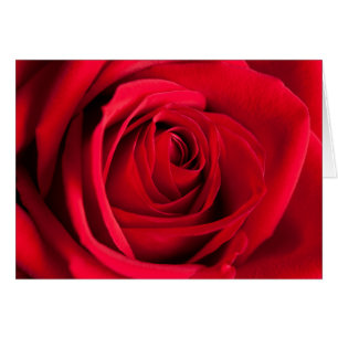 Cartão Rosa vermelha